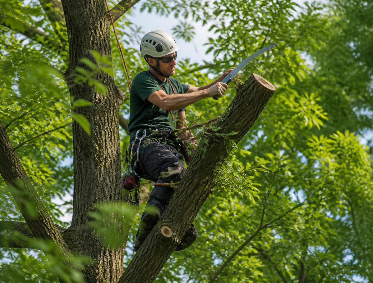 Baum- & Gehölzpflege – Leistung von GartenbauPRO im Garten- und Landschaftsbau