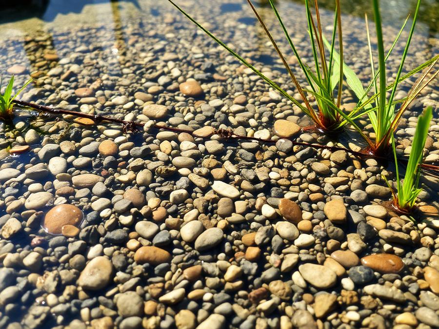 Naturpool / Schwimmteich – Baden ohne Chlor